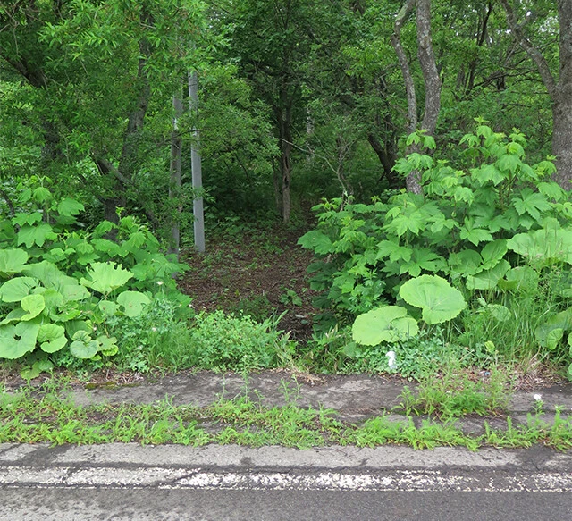 道路側から見た出没多発スポット。ヒグマが頻繁に通るため林の中に獣道ができている。ヒグマだけでなくエゾシカもよく利用するという