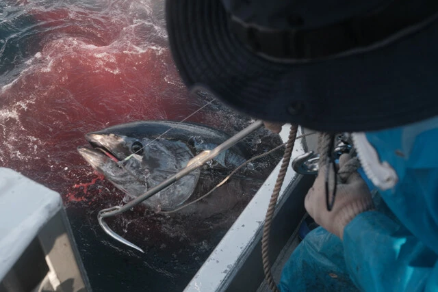 しけで揺れる船上でかかったマグロを船の縁に引き寄せる。マグロを傷つけないよう慎重に作業する