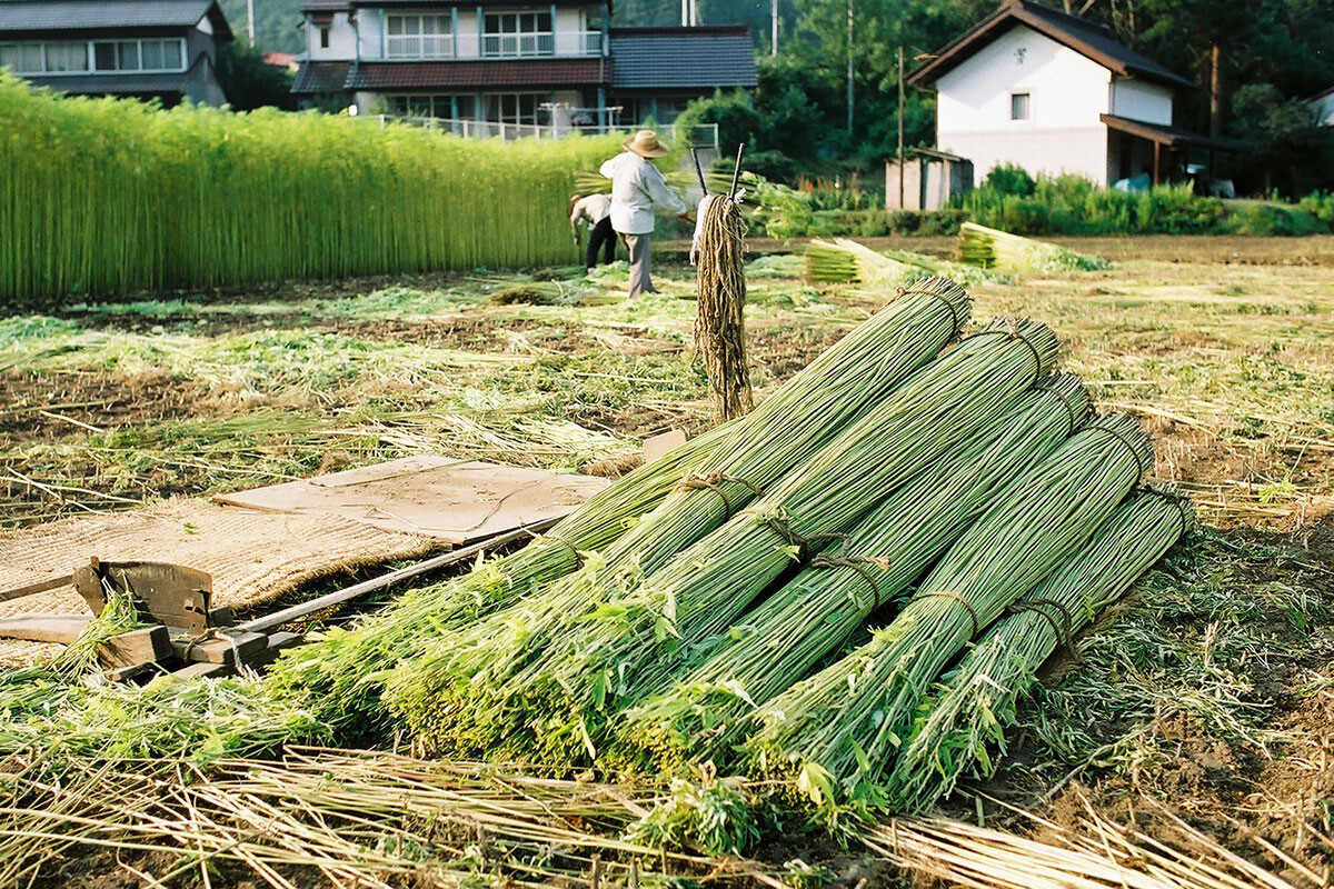 取締法改正でどうなる？　日本における良い大麻、悪い大麻を規定「大麻業界」の今とこれから