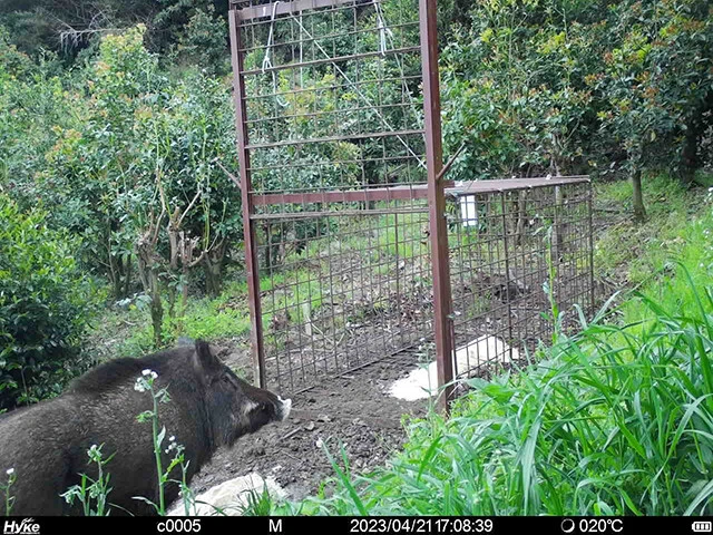 仕掛けられた箱罠に近づいていくイノシシ(左下)。箱罠の餌がなくなったら、地元の農家さんやスタッフが補充してくれる