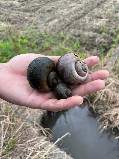 九州北西部の溜め池で見つけたジャンボタニシ......だが、大きめの個体はベトナム人の乱獲で減少気味。右の個体はすでに死んだ貝殻だった