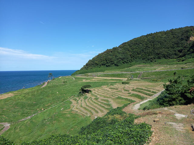 世界農業遺産・白米千枚田（輪島市白米町）。震災により休耕を強いられた田（左側）と、復旧・収穫ができた田（右側）の違いがくっきり見てとれる。今回の豪雨で新たな被害を受けた