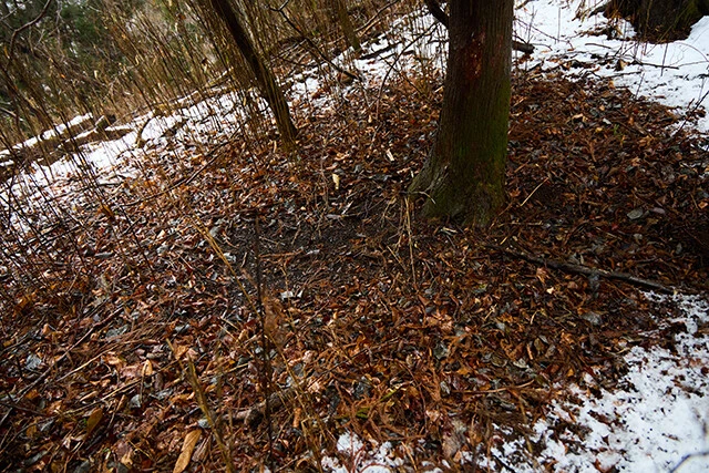 雪が積もらない木の根元付近は、鹿が寝ていた場所だという。鹿のフンもそばに落ちていた