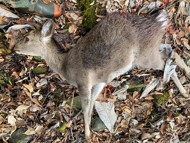 取材日とは別の日だが、仕留めた鹿。この後、血を抜き、内臓を取り出すなどの処理をする