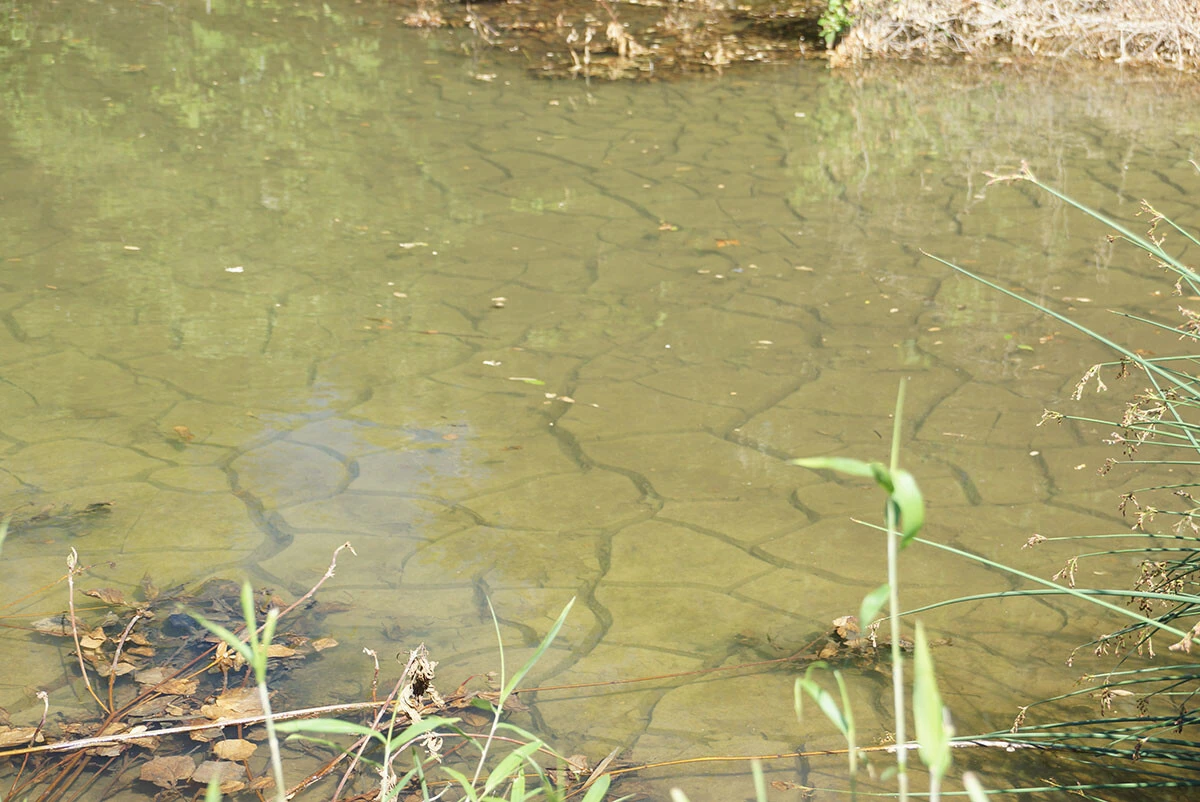 今年5月、岐阜県瑞浪市大湫町で。リニアのトンネル工事の影響でため池は枯れた(たまっている水は前日に降った雨)