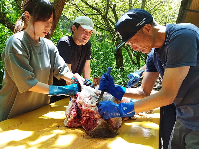 仕留めたイノシシは内臓を取り出し、皮を剥いで解体していく。これも講習のひとつになっている