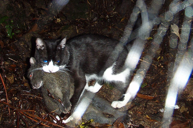 天然記念物のアマミノクロウサギをくわえるノネコ。マングースがいなくなった今、今度はノネコが天然記念物などの脅威となっている