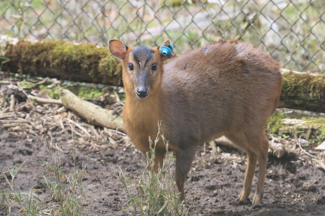 シカ科の特定外来生物「キョン」。千葉・房総半島で大量に繁殖したことで農作物の被害が深刻に