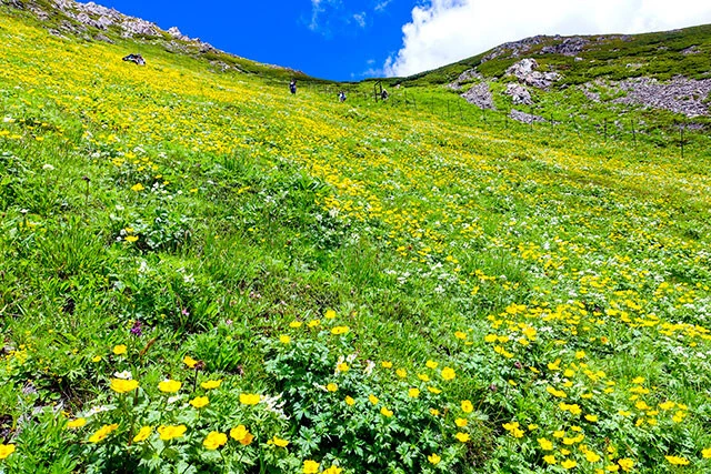 南アルプスの荒川岳で。リニアの南アルプストンネル工事によってなくなってしまうのではないかと危惧されている。写真／PIXTA