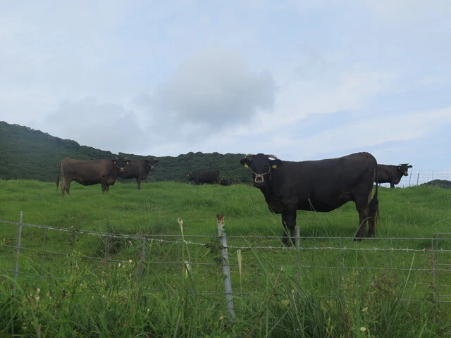 畜産農家の高齢化とメガソーラー事業の影響で、牛が草をはむ光景を見る機会は少なくなりつつある