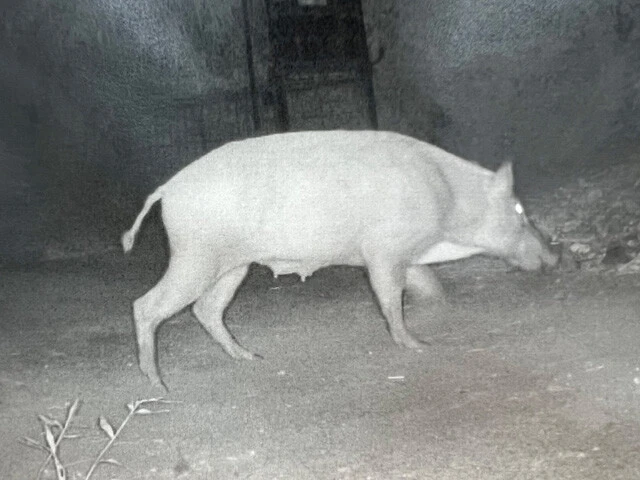 沼島の監視カメラで確認されたイノシシ