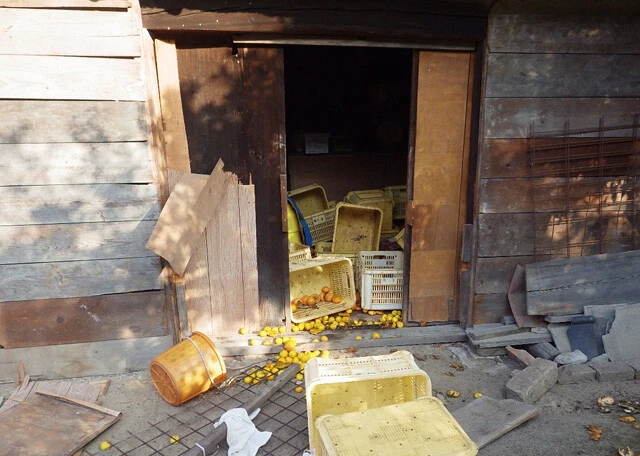 百島では民家にまで被害が及んでいる。畑を柵で囲ってもイノシシは突破してくる