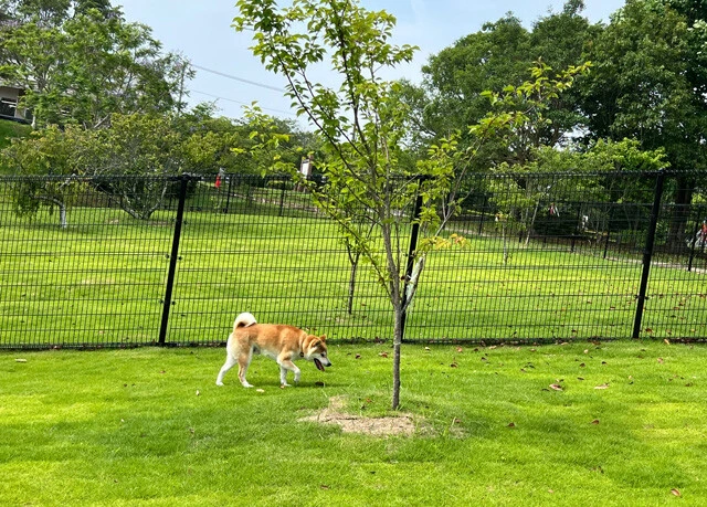 町に新たに造られたドッグラン。犬だけに限らず、「人と動物にやさしい町」というテーマで進めていきたいと町長は話す