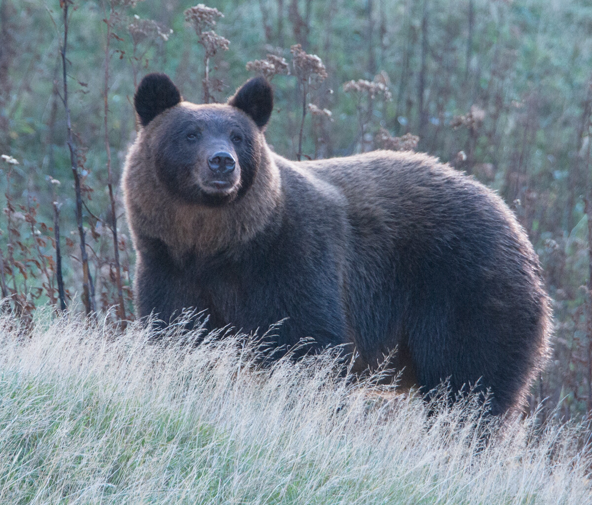 北海道のヒグマはオスであれば通常、体長2m、体重は200kgを超える。今年は猛暑で主食の木の実の不作が相次いでいる（撮影／稗田一俊）