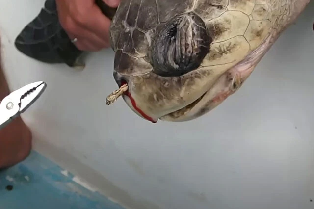 2015年に投稿された、ウミガメの鼻からプラスチックストローを引き抜く動画。プラスチックごみが問題視されるきっかけとなった（出典：『Sea Turtle with Straw up its Nostril - 〝NO〟 TO SINGLE-USE PLASTIC』【https://www.youtube.com/watch?v=4wH878t78bw】）