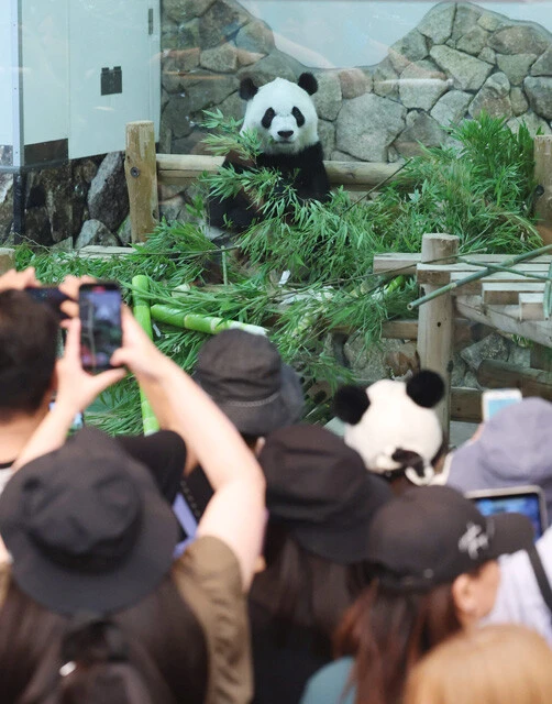 アドベンチャーワールド、6月27日最終観覧日のパンダ・彩浜