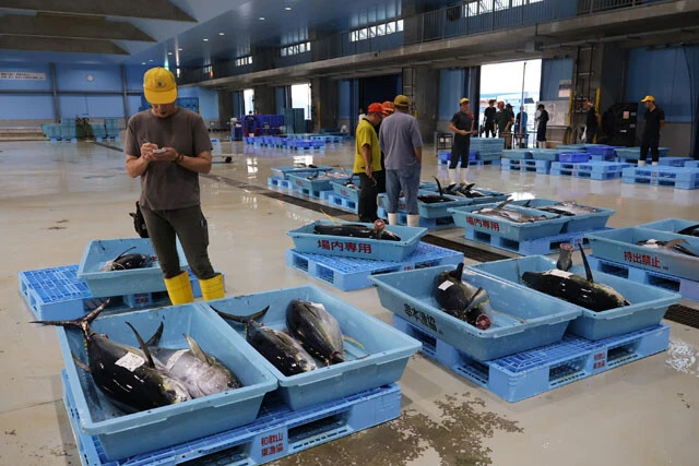 和歌山東漁協の現在。今はキハダマグロがちらほらと寂しい状況に。サイズも小さいようだ