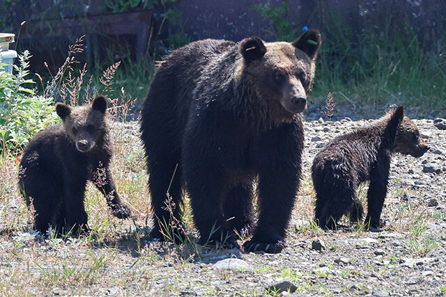 北海道に生息するヒグマ。成長した個体は300㎏を超えることもある。山地から河川沿いまで広く活動する日本最大の陸上哺乳類