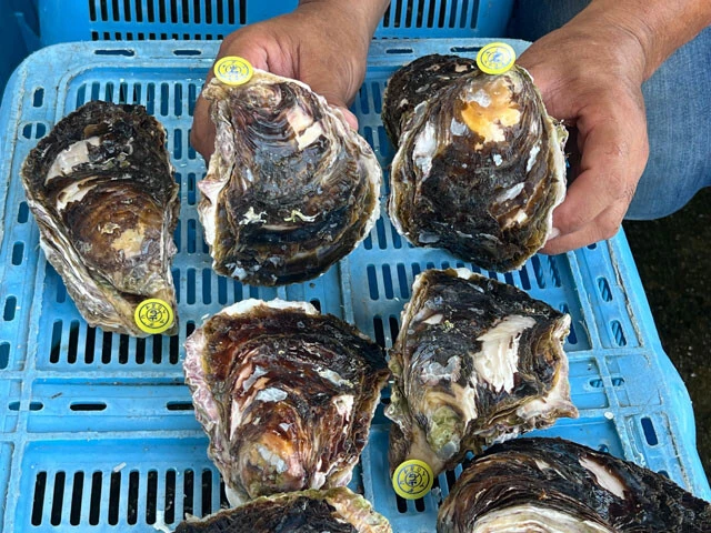 三重・鳥羽市畔蛸町で採れる「あだこの岩がき」