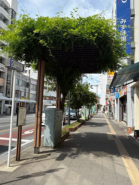 交差点にある「藤のパラソル」。横断歩道を渡る人が赤信号で待つときに日差しを避けられる