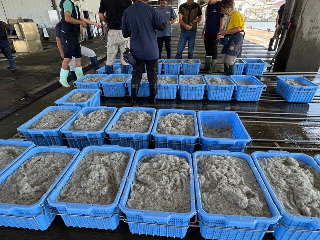 静岡・浜松市の浜名漁協。黒潮の大蛇行が始まって以降、シラスはまったく獲れなくなっていた。しかし今年6月以降、突然獲れ始める変化が。この地のシラスは品質が高く、漁の復活の期待が高まる