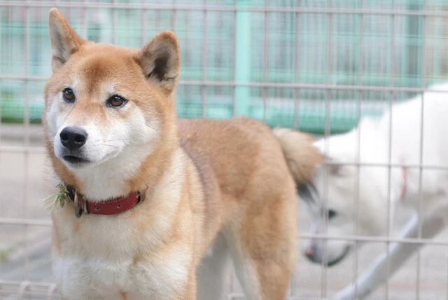 「動物を傷つける者はいずれ人も殺す」は本当なのか？　ウサギを蹴り殺す、ハトを解体する......動物虐待の深層