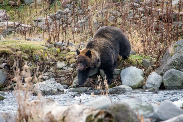 川を遡上してきたサケを狩りに川に入ったときのヒグマの様子。サケも全国的に減少傾向となっている（撮影／稗田一俊）