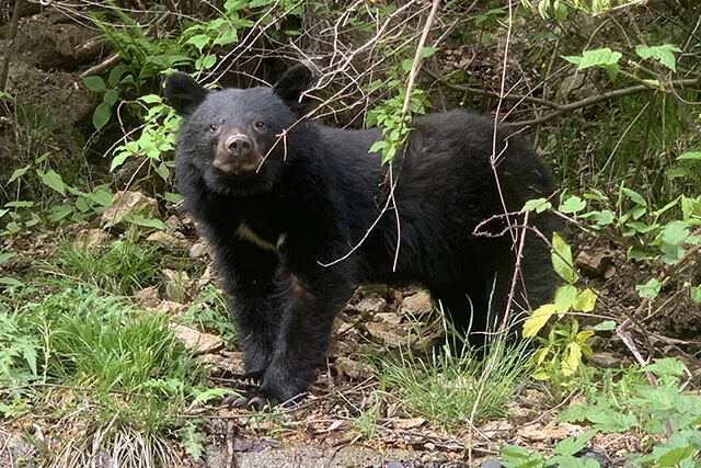 本州と四国の山地に生息するツキノワグマ。胸の白い三日月模様が特徴。主に植物質を食べる雑食性で、季節によって行動圏が変化する