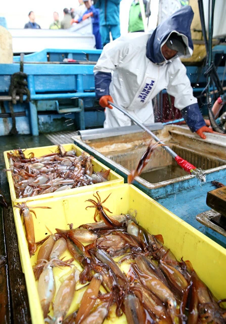 不漁が続いているため水揚げされる数が少ないスルメイカ。おすし屋さんでマグロよりも高くなる可能性もある!?