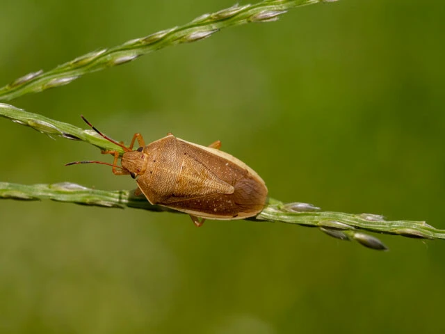一時は絶滅寸前にまでなったものの、近年全国で急増しているというイネカメムシ。稲の穂の汁を吸い、コメの品質を低下させたり、コメを実らせないといった被害を起こす