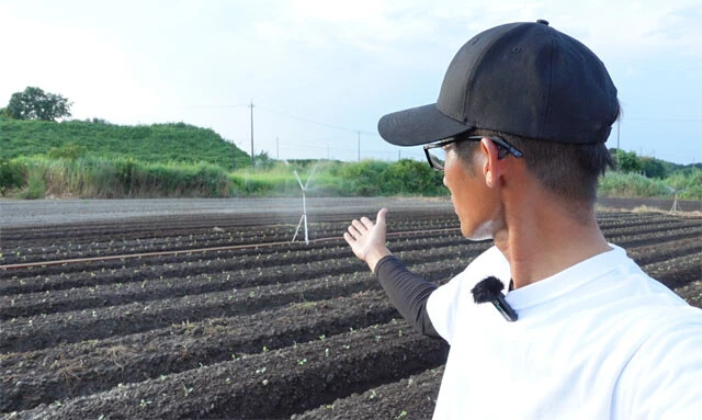 イチロウ氏のキャベツ畑。スプリンクラーで散水している
