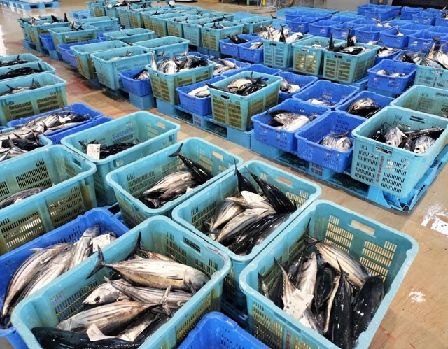 和歌山東漁協では、大蛇行時はカツオが豊漁だった