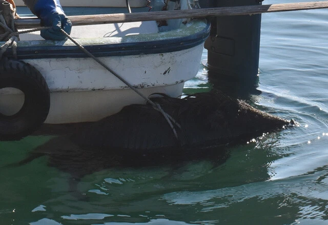 人口370人の島に200頭も生息!?　海を泳いで渡った"離島イノシシ"が日本各地で増殖中！