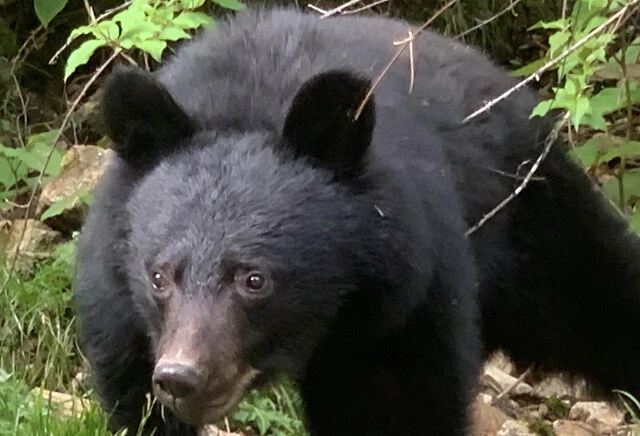 クマと闘う「警察スナイパー」が覚えるべき狙撃術とは？