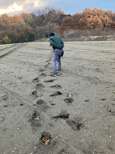 浅間山麓を巡回中、休耕地で獣の足跡を発見。クマかと思いきや、櫻井氏は足跡の圧力具合からイノシシと見抜いた