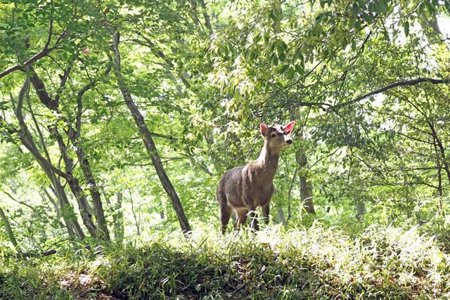 車道近くに出没したニホンジカ