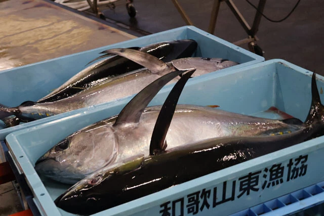 【太平洋沿岸漁港ルポ】黒潮大蛇行終了で「魚の獲れ方」が激変！  高知のカツオ、静岡のシラスにも大きな影響が...