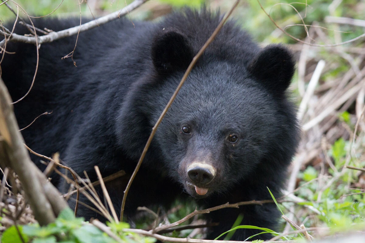 市街地での出没が相次ぐツキノワグマ