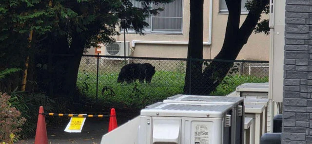 岩手大学構内に侵入した体長約1mのクマ。留学生寮の前で学生が撮影した一枚。目撃した学生は「最初はイノシシかと思った」と語る