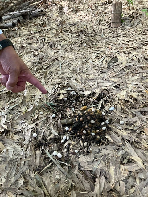 タクシーとクマの衝突現場横の竹林に大小のフンが複数残されていた。親子グマがいた痕跡か