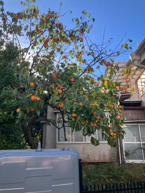 柿はアーバンベアの誘引物。実を放置した家には近隣から撤去を望む無言の圧がかかる