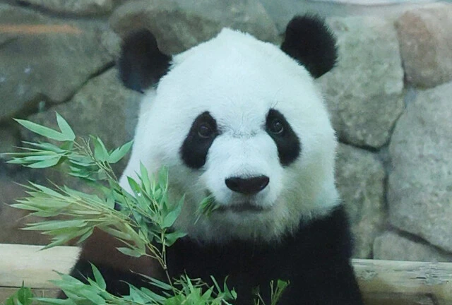 【現地ルポ】「さよならパンダ......」。町民の怒りを受ける"親台湾派"町長にも直撃！　"パンダのまち"和歌山・白浜は今後どうなる!?