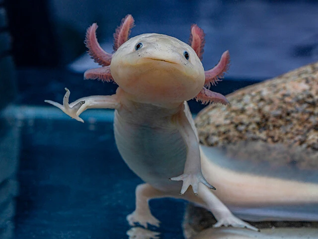 ネオテニー（幼形成熟）の代表例はウーパールーパー。大人になっても変態せず、見た目は子供のような姿のまま生涯を過ごす