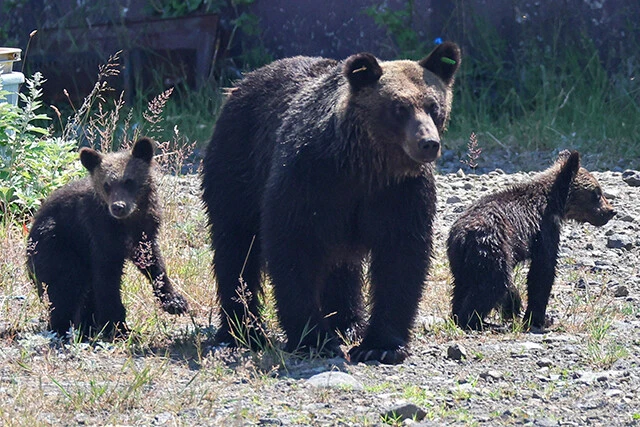 北海道に生息するヒグマ。成長した個体は300㎏を超えることもある。山地から河川沿いまで広く活動する日本最大の陸上哺乳類