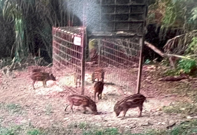 イノシシの子供(うりぼう)。駆除するのに心は痛むと担当者は語る