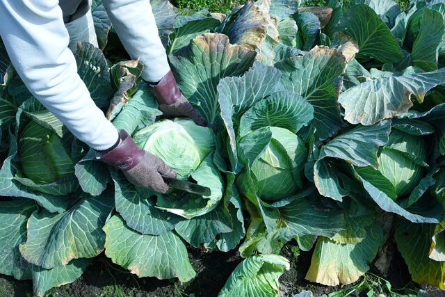 愛知県阿久比町の農家イチロウ氏のキャベツ畑。昨年は天候不順の影響で出荷量が大きく減少した