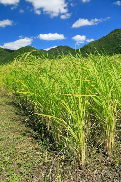 最もメジャーな酒米品種である山田錦。一般的に酒米は食用米よりも背が高く、台風などの強風で倒れやすいなど、栽培の難易度が高いという