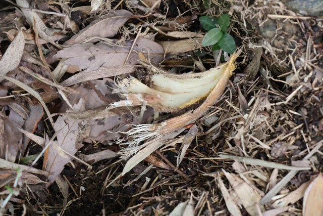 イノシシに荒らされたタケノコの残骸