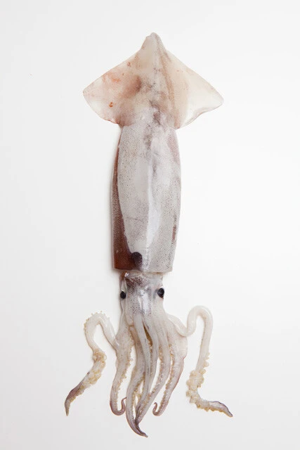 気軽に食べられなくなってしまったスルメイカ