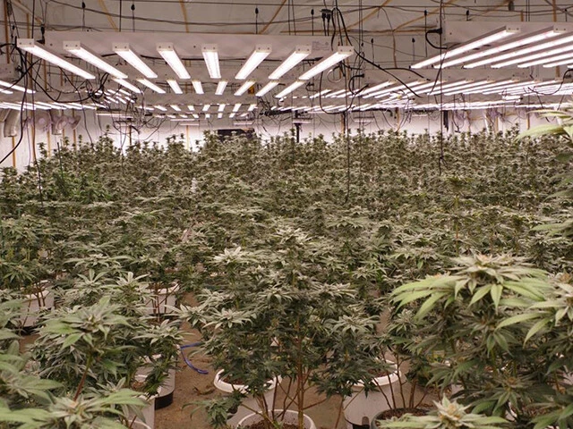 昨年4月、茨城県古河市の倉庫で大麻草約1500本を栽培したとしてベトナム人の男女6人が逮捕された。写真はその倉庫内の様子（写真提供／埼玉県警）